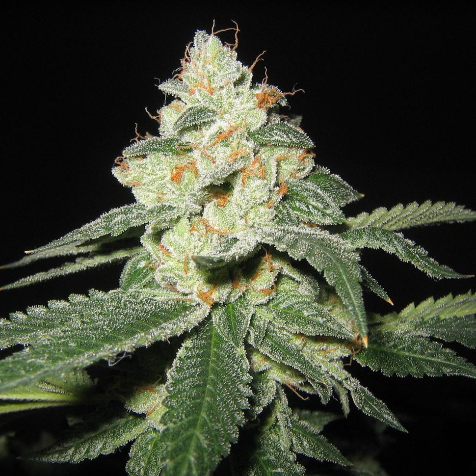 Семена ганжа  Auto Great White Shark feminised Ganja Seeds