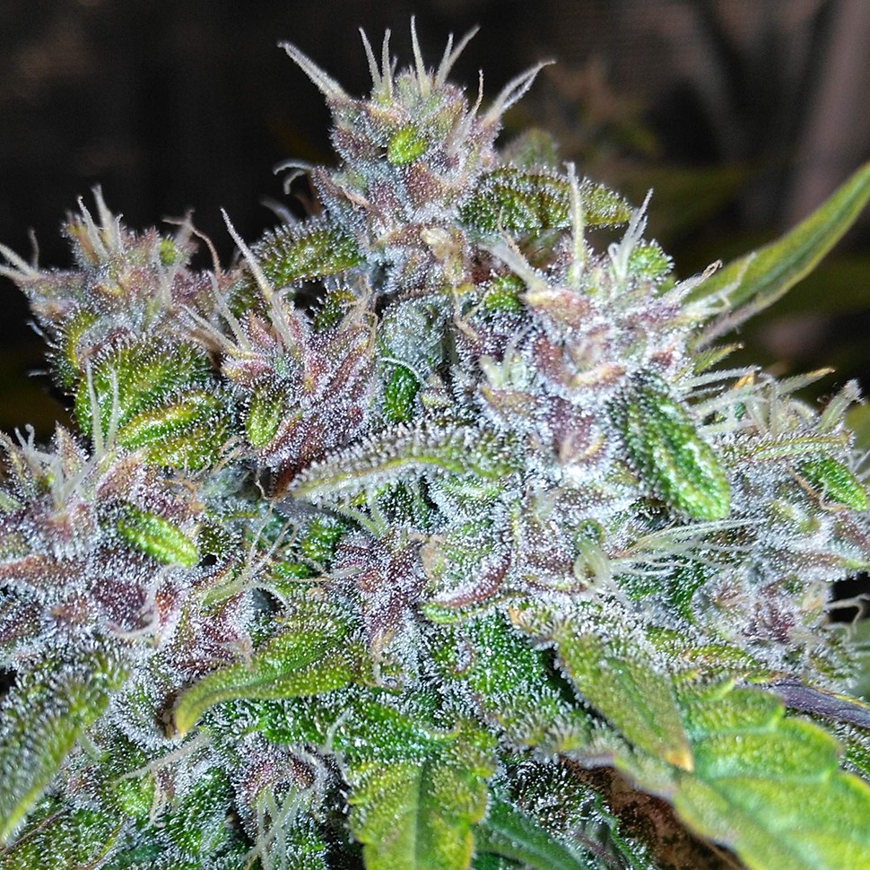 Семена марихуаны  Auto Red Poison feminised Ganja Seeds