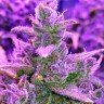 купить семена конопли недорого Auto Red Poison feminised