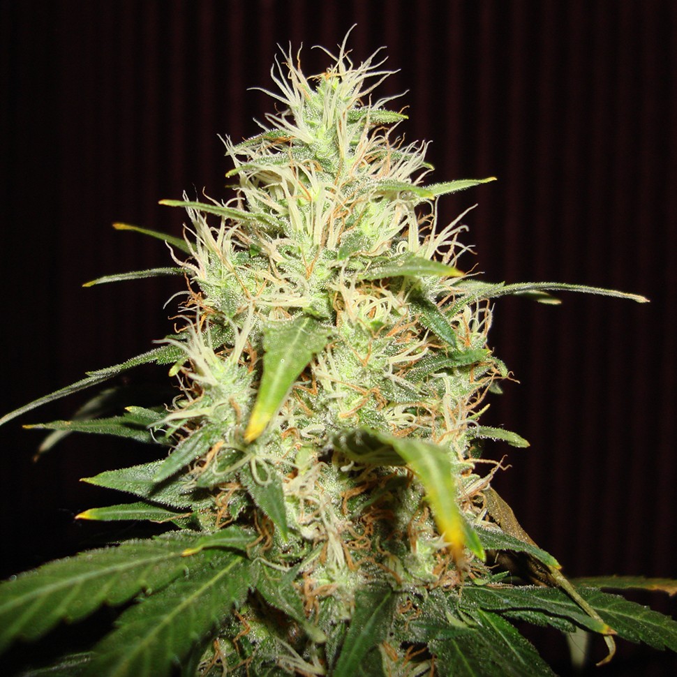 Семена марихуаны  White Russian feminised Neuro Seeds
