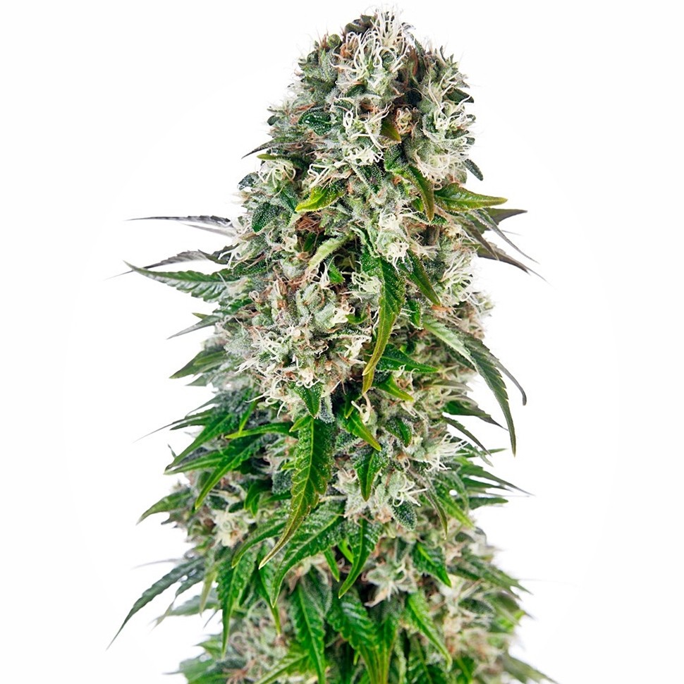 Семена конопли  Baikonur feminised Bang Seeds