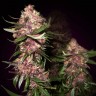 Семена конопли  Baikonur feminised Bang Seeds