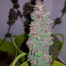 Семена конопли  Baikonur feminised Bang Seeds