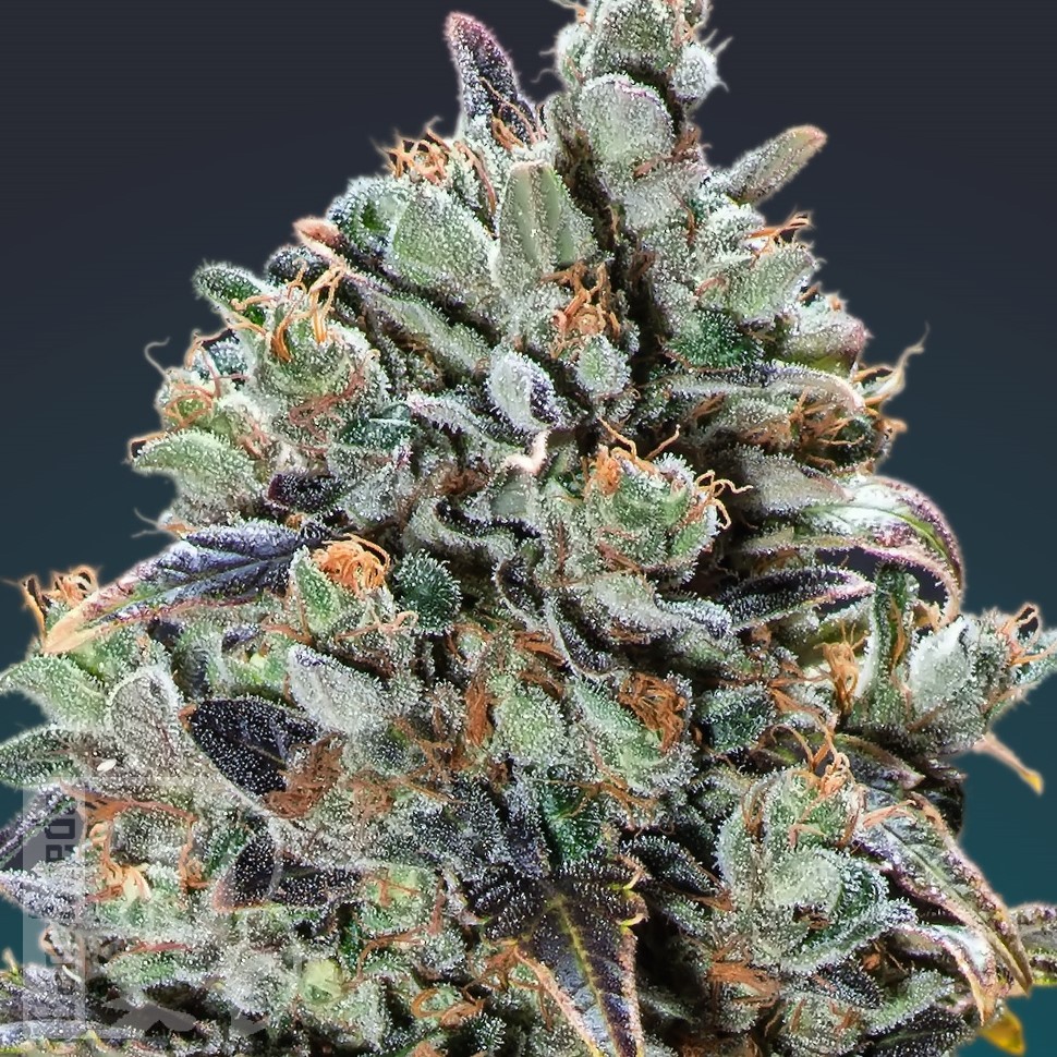 Семена конопли  Baikonur feminised Bang Seeds