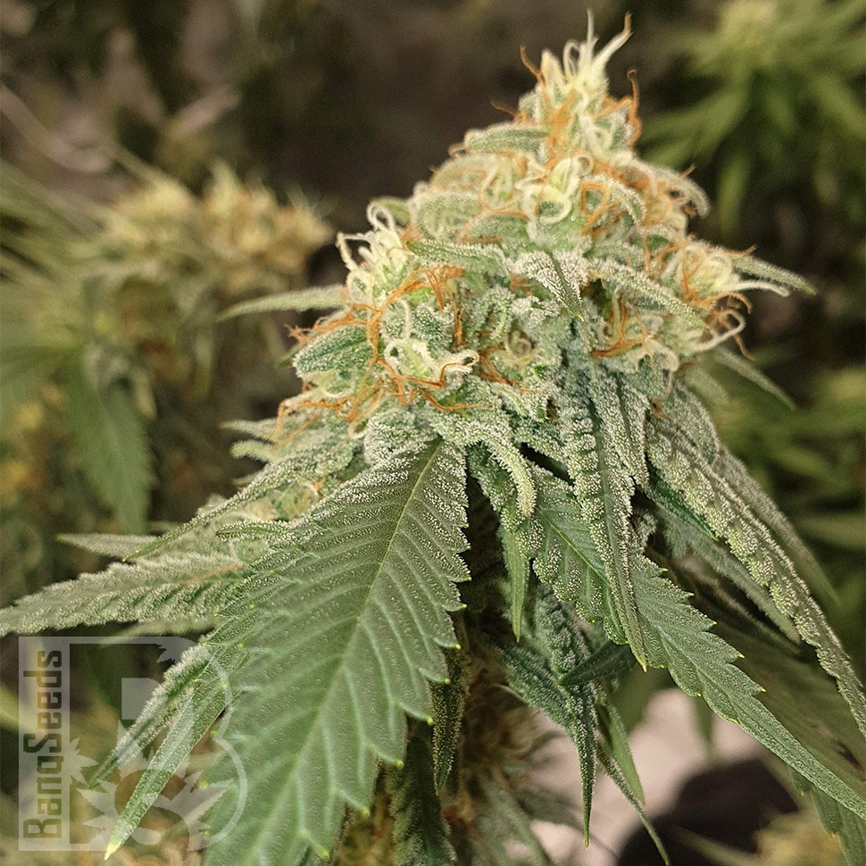 Семена  Auto Critical Orange Punch feminised Ganja Seeds