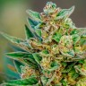 Семена каннабиса  Auto Hell's Angel OG feminised Ganja Seeds