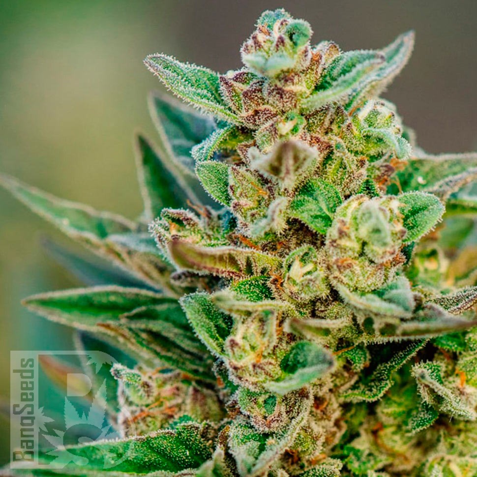 Семена каннабиса  Auto Hell's Angel OG feminised Ganja Seeds