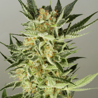Balkhash feminised Bang Seeds