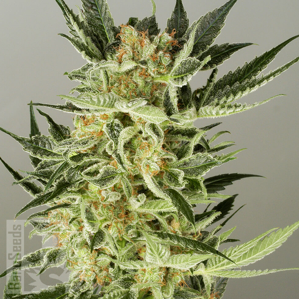 Семена каннабиса  Balkhash feminised Bang Seeds