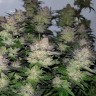Auto Critical Plus feminised Ganja Seeds купить