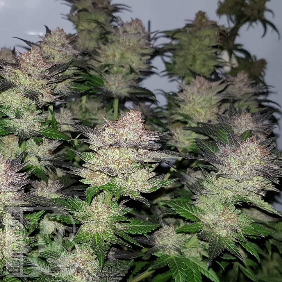 Семена каннабиса  Auto Critical Plus feminised Ganja Seeds