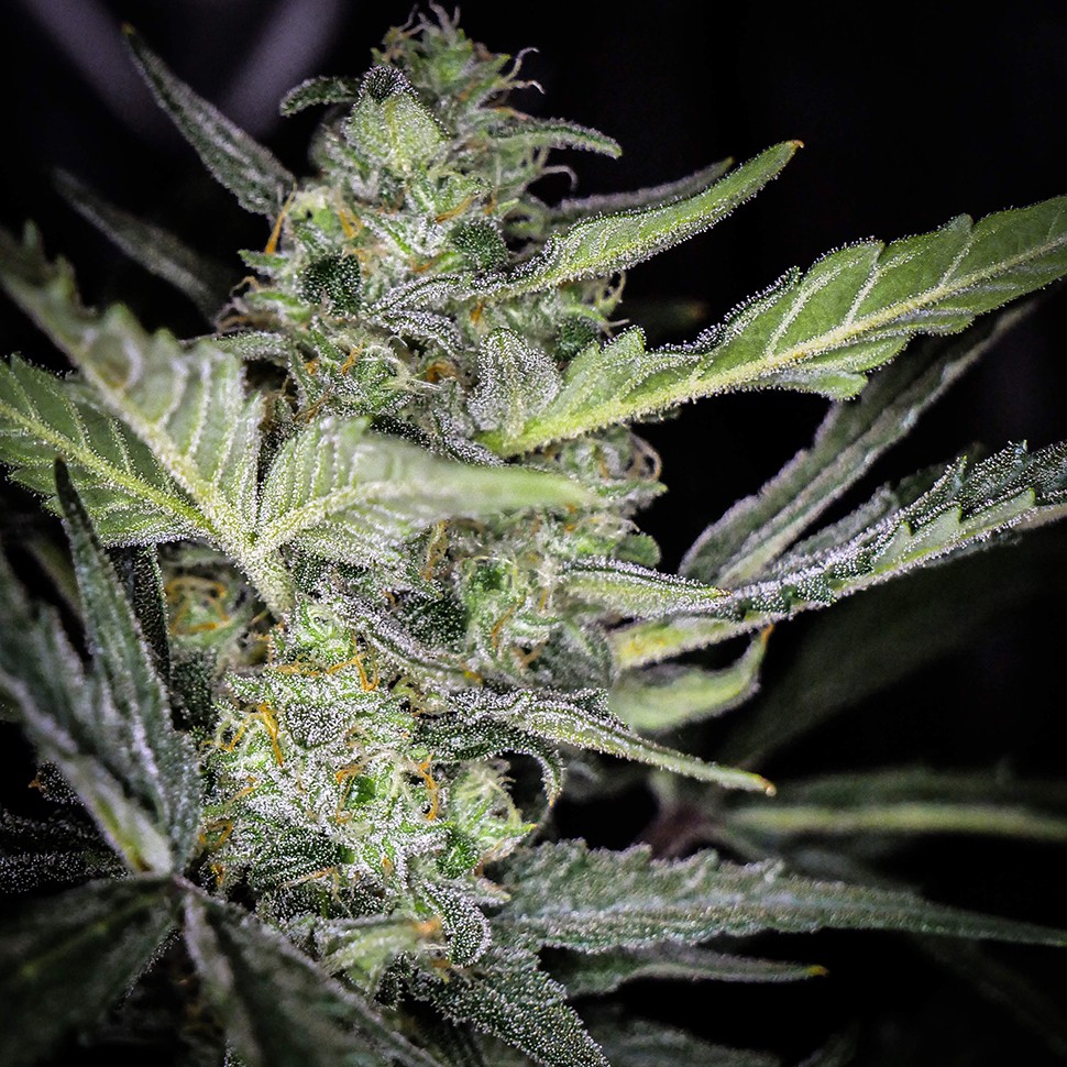 Семена ганжа  Auto Tangelo Rapido feminised Ganja Seeds