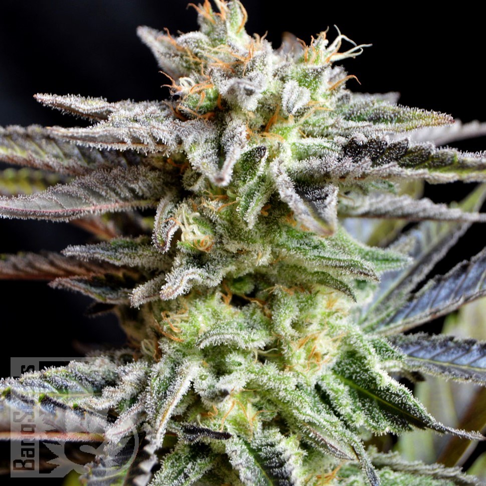 Семена ганжа  Auto Tangelo Rapido feminised Ganja Seeds