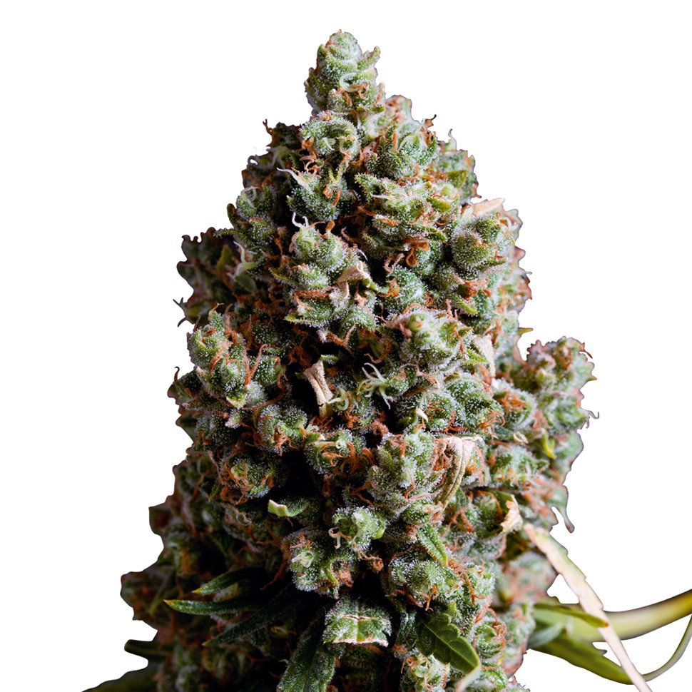 Семена конопли  Auto Caiera feminised GanjaVIP Seeds