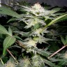 Семена конопли  Auto Caiera feminised GanjaVIP Seeds