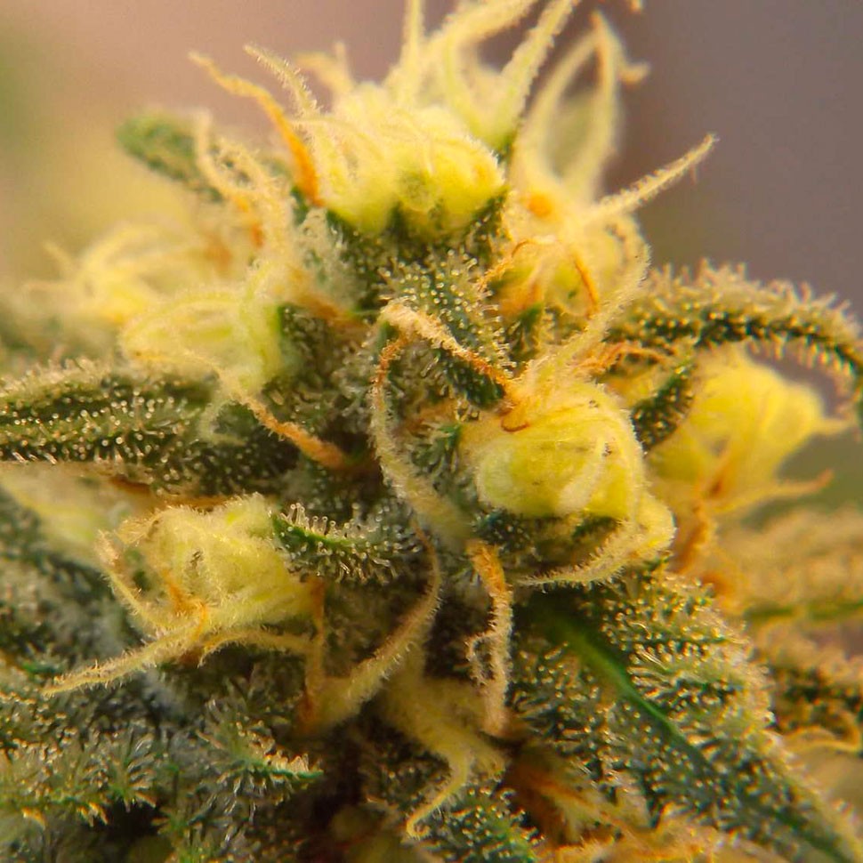 Семена конопли  Auto Caiera feminised GanjaVIP Seeds