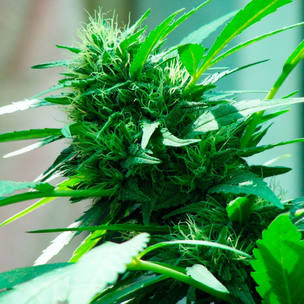 Семена каннабиса  Nibiru feminised Ganja Seeds