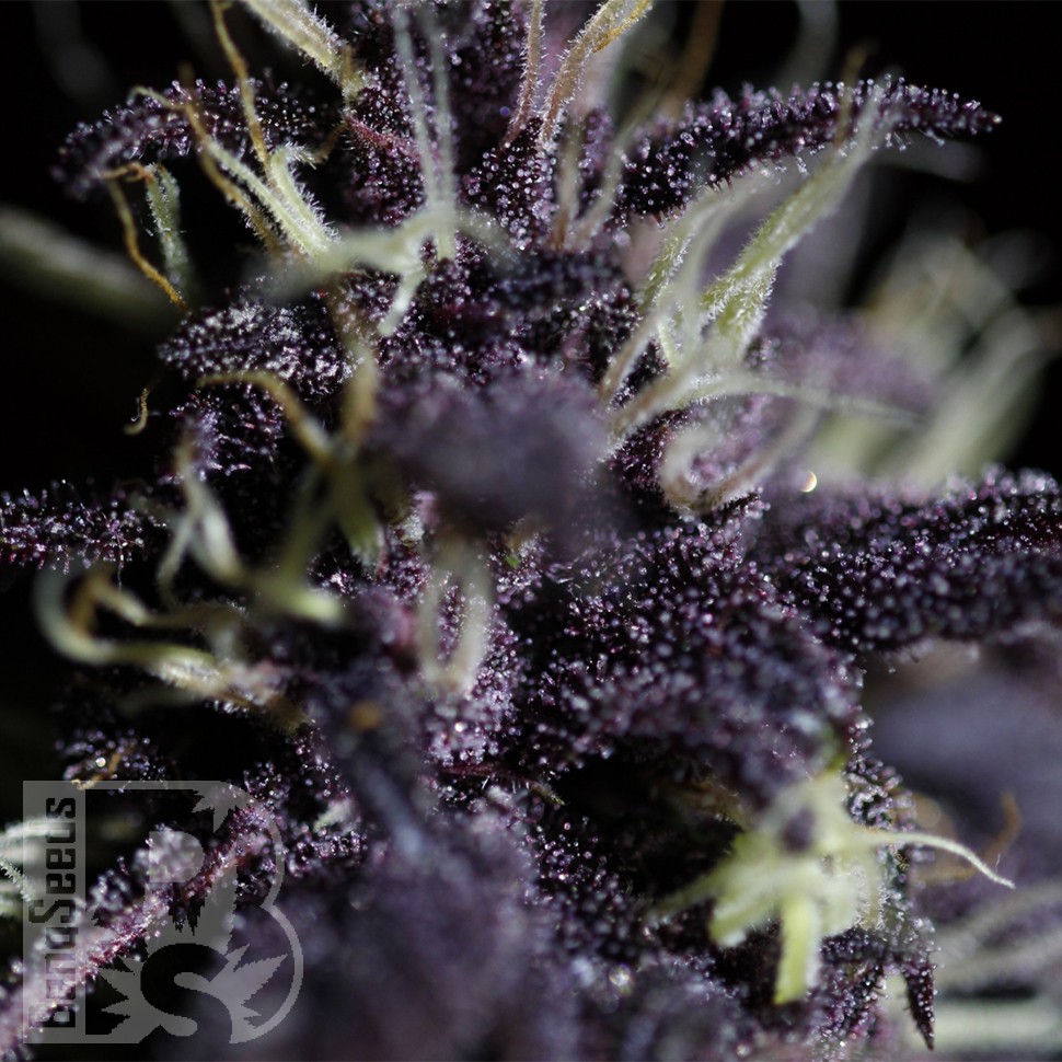 Семена ганжа  Auto Dark Purple feminised Ganja Seeds
