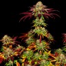 Семена конопли  Auto Mintz feminised Ganja Seeds