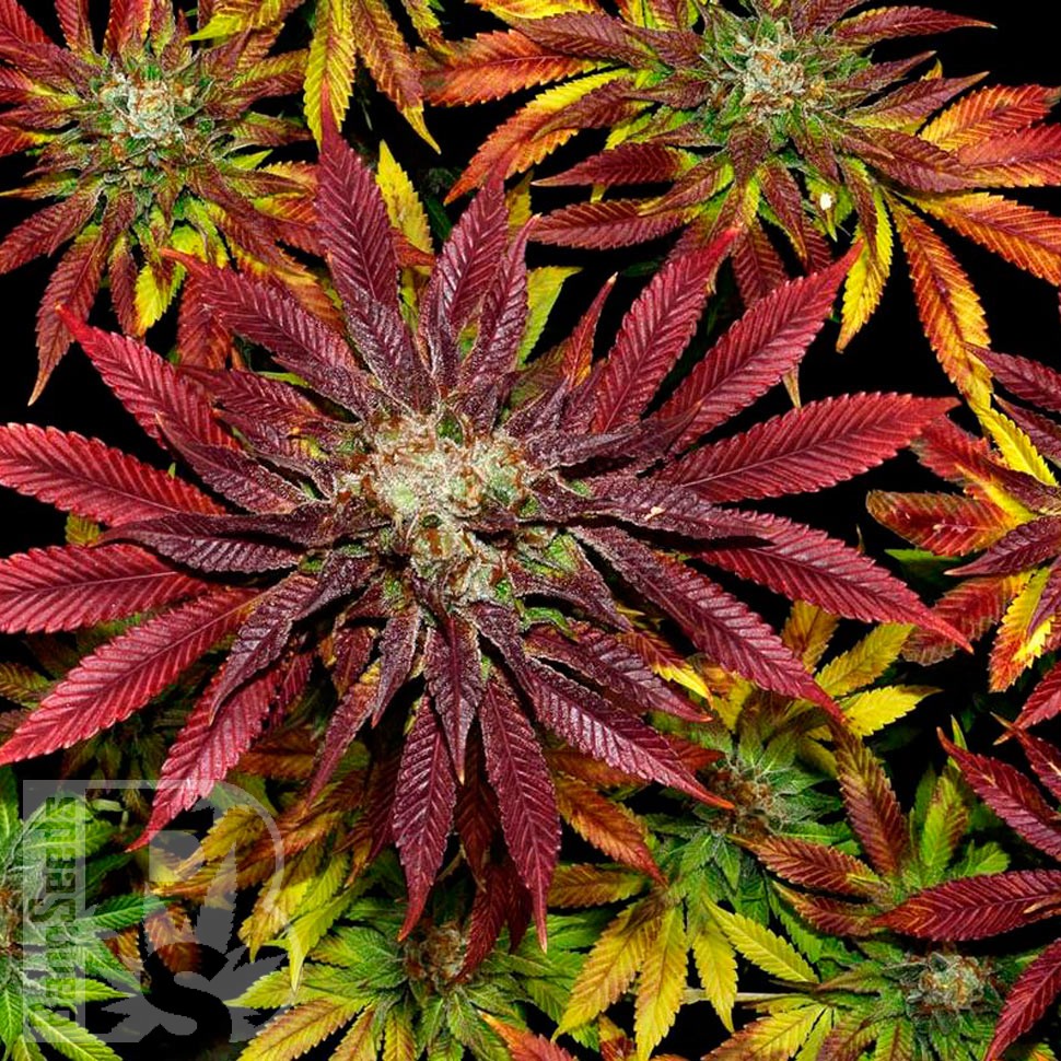 Семена конопли  Auto Mintz feminised Ganja Seeds