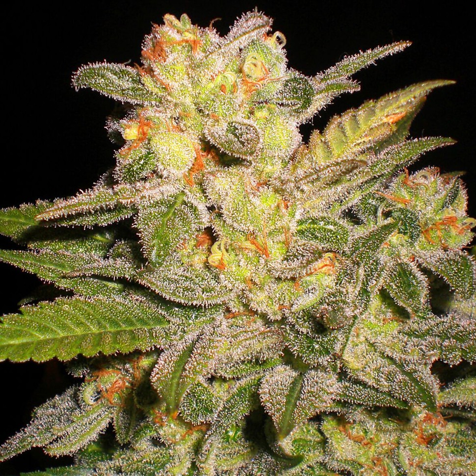 Семена марихуаны  Auto Mango feminised Ganja Seeds