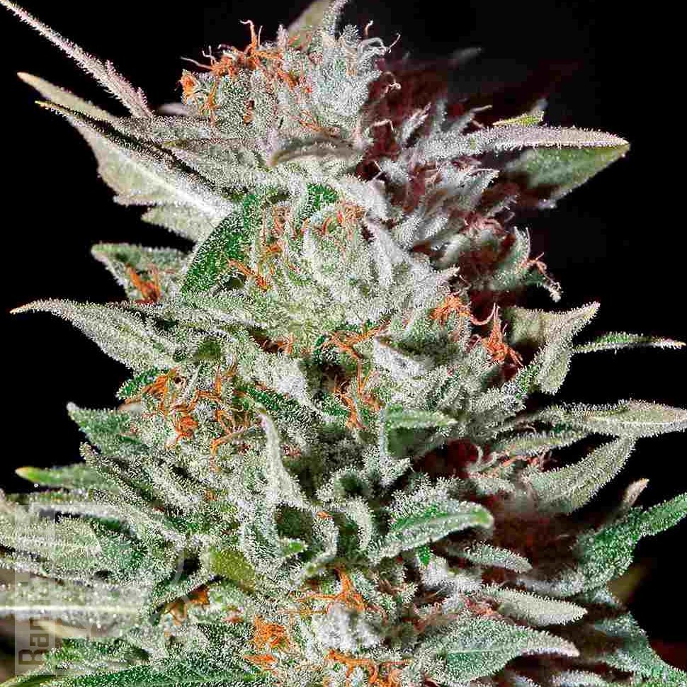 Семена ганжа  Brainstorm regular Ganja Seeds