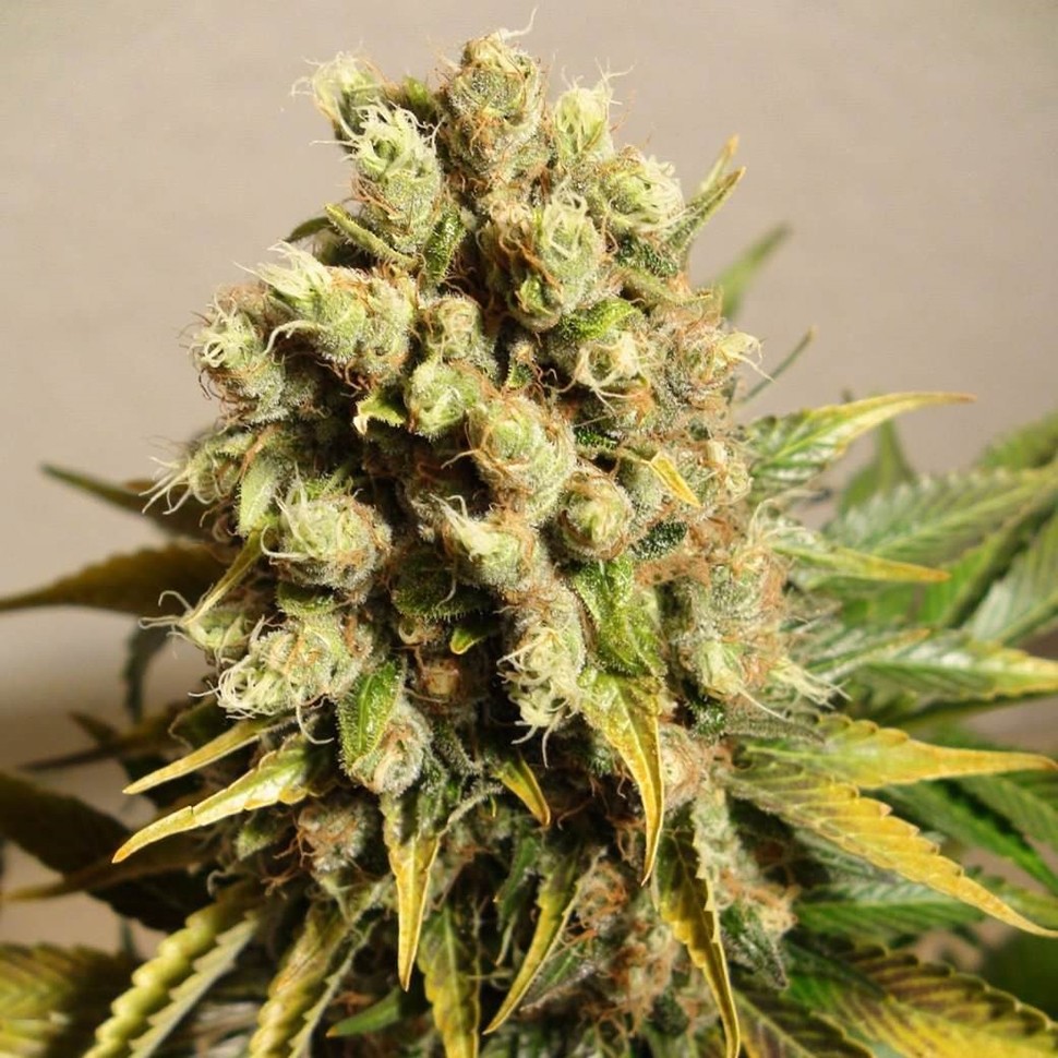 Семена каннабиса  Ganesh Spirit regular Ganja Seeds