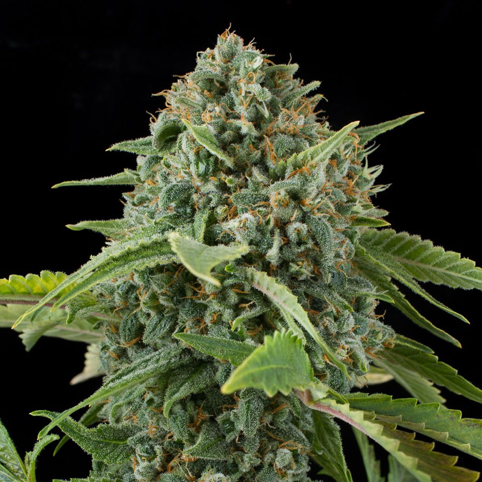 Семена ганжа  Auto Elektra feminised GanjaVIP Seeds