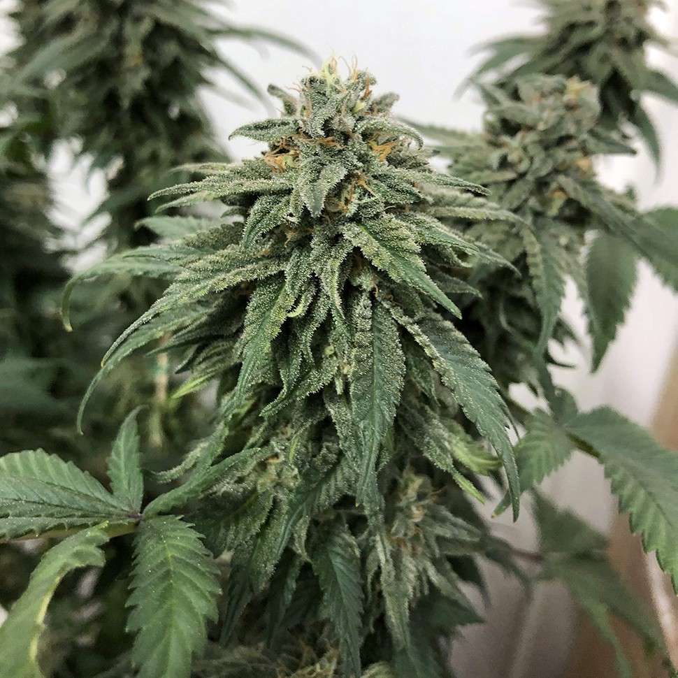Семена каннабиса  Jack regular Ganja Seeds