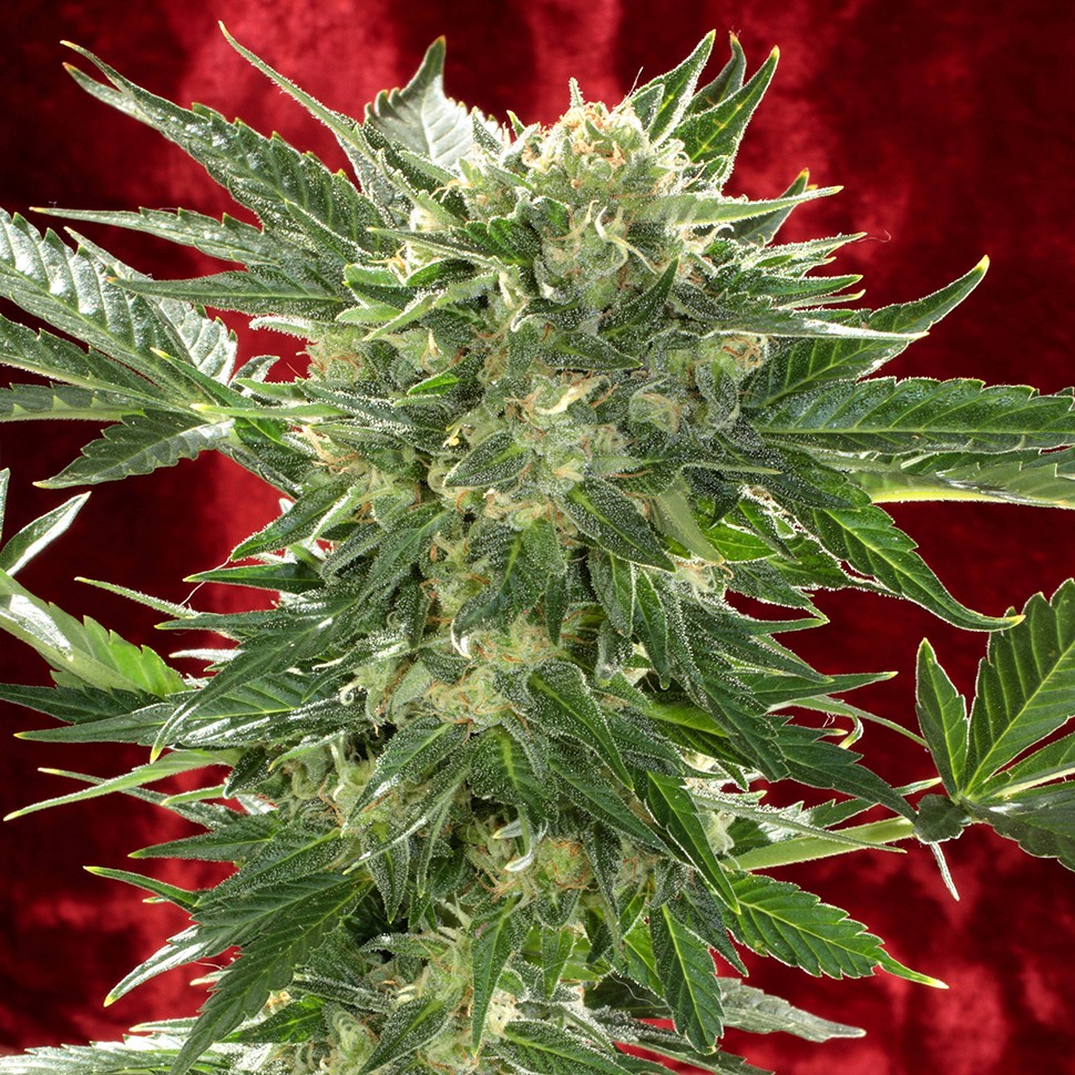 Семена каннабиса  Auto White Russian XXL feminised Ganja Seeds