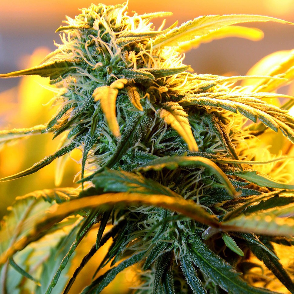 Семена каннабиса  Great White Russian feminised Ganja Seeds