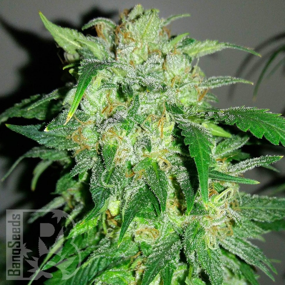 Семена  Beshbarmak feminised Bang Seeds