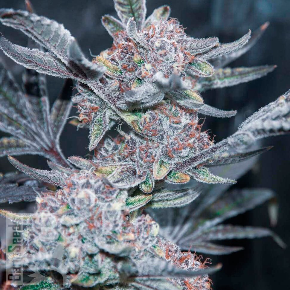 Семена ганжа  Auto Tropicana Cookies feminised Ganja Seeds