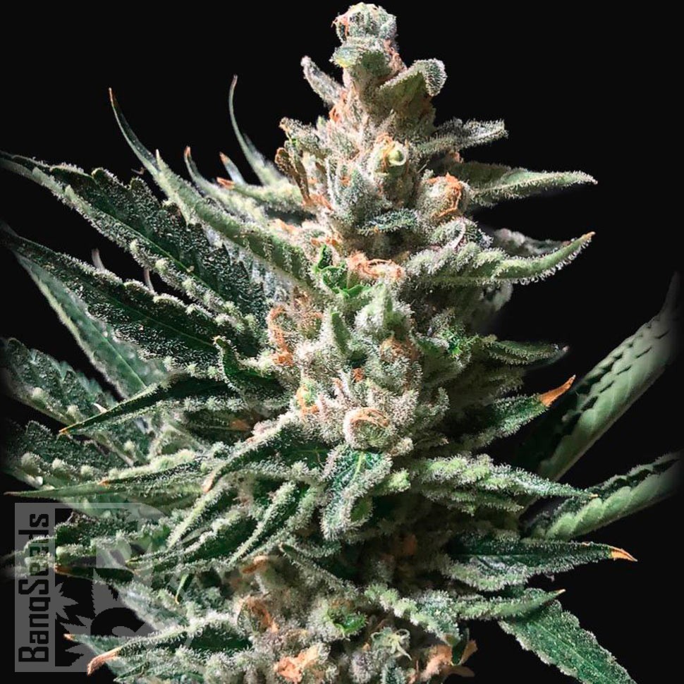 Семена ганжа  Auto Tropicana Cookies feminised Ganja Seeds