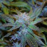 семена конопли ак 47 авто купить Green House Thai feminised
