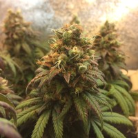 Auto Jack Herer feminised Neuro Seeds