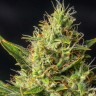 Семена конопли  Auto Durban Poison feminised Ganja Seeds