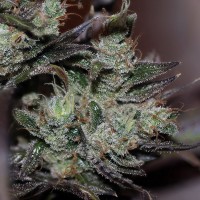 Early Durban feminised Ganja Seeds
