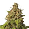 Early Durban feminised Ganja Seeds