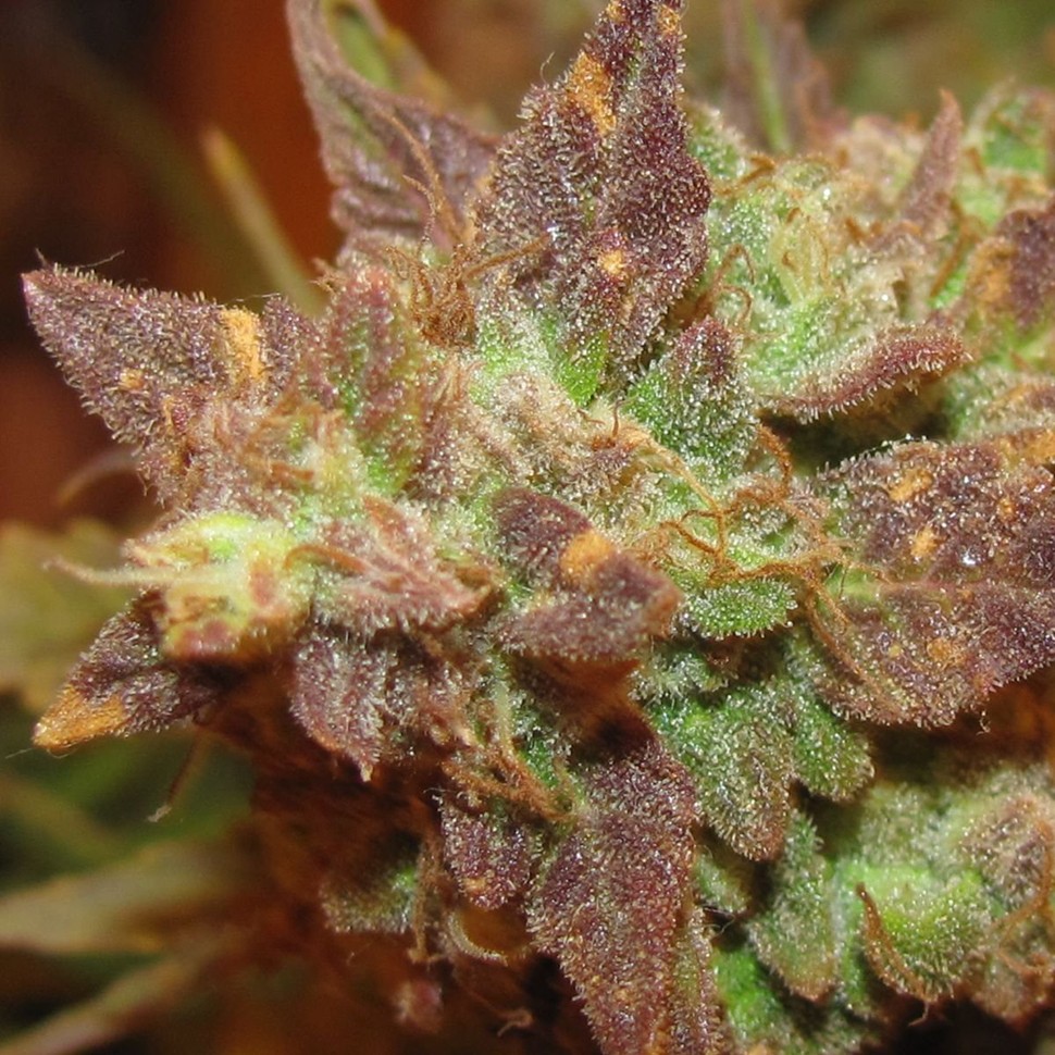 Семена  Auto Big Devil #2 feminised Ganja Seeds