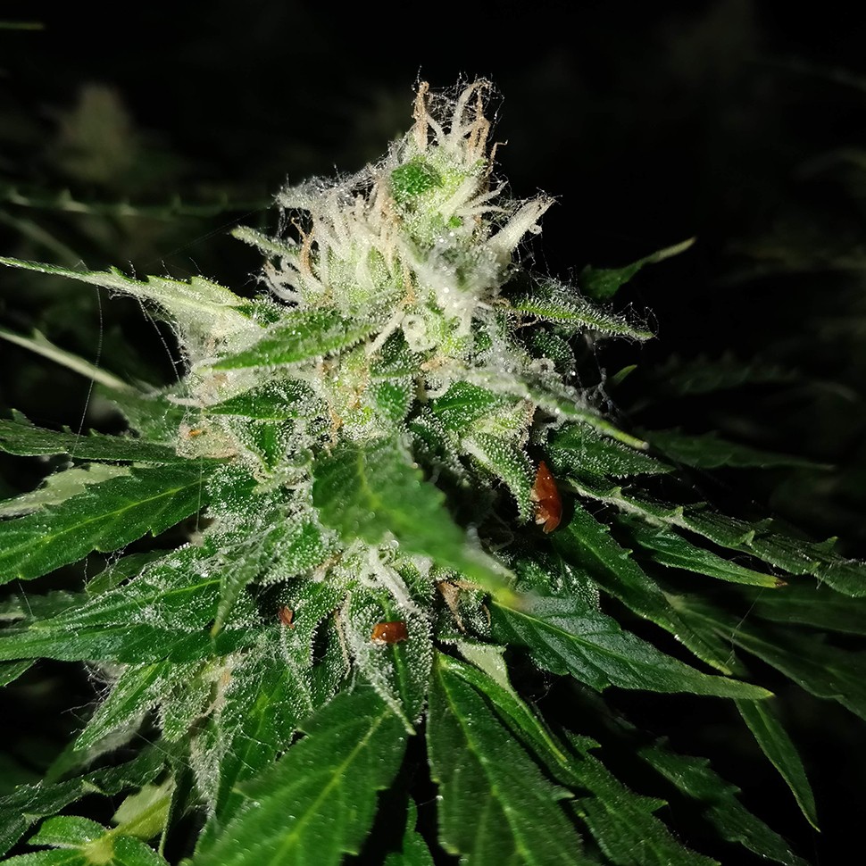 Семена конопли  Pandora regular Ganja Seeds