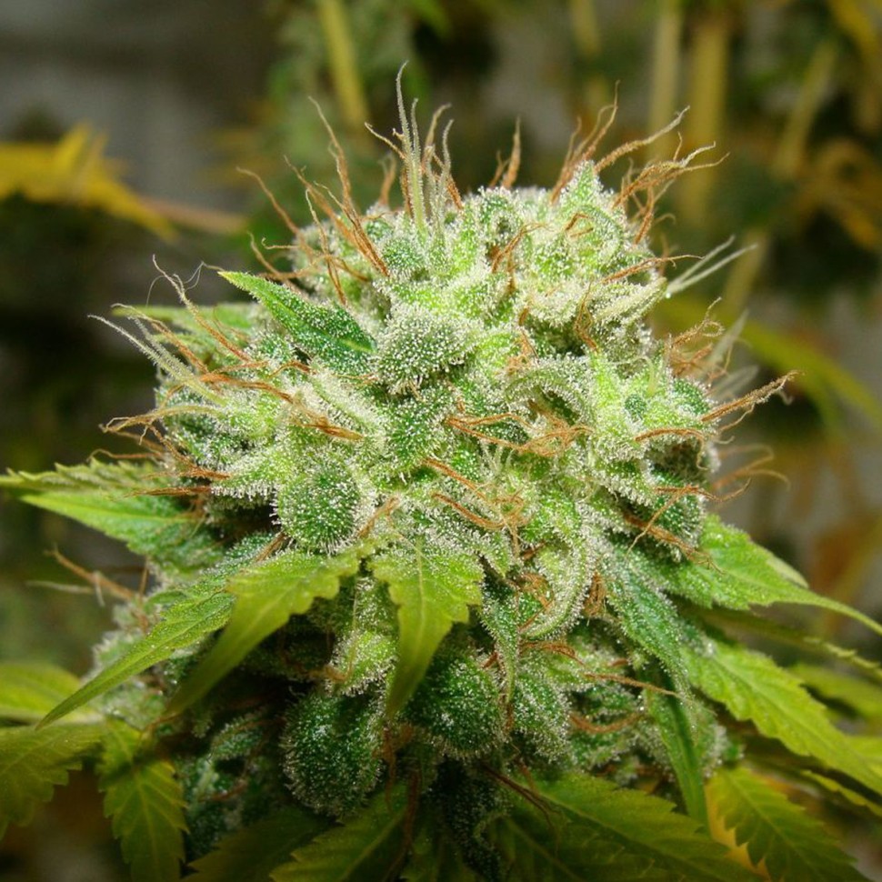 Семена марихуаны  Auto Super Mazar feminised Ganja Seeds