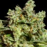 Семена конопли  Burabay feminised Bang Seeds
