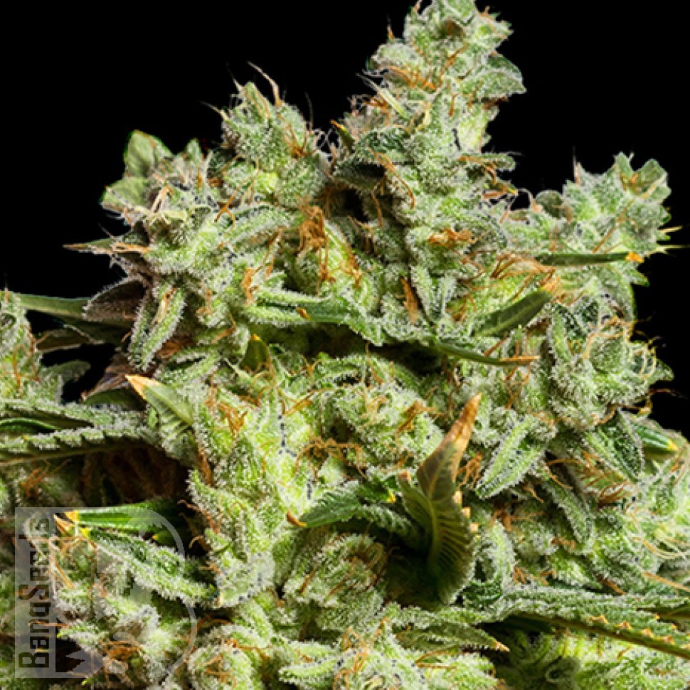 Семена конопли  Burabay feminised Bang Seeds