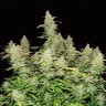 Семена конопли  Burabay feminised Bang Seeds