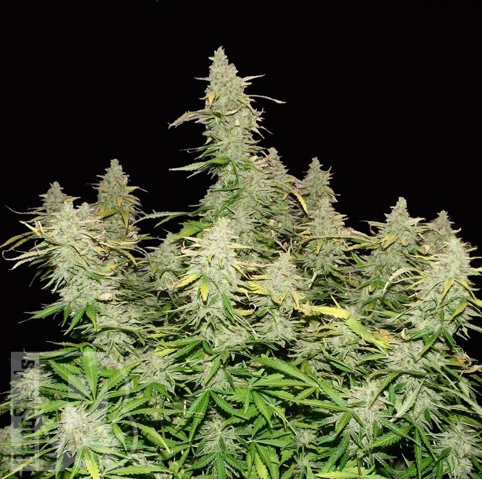 Семена конопли  Burabay feminised Bang Seeds