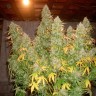 Семена конопли  Burabay feminised Bang Seeds