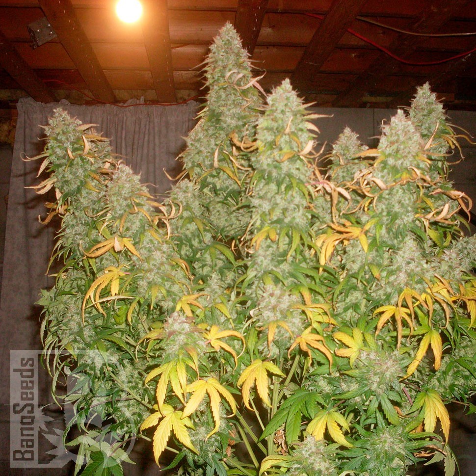 Семена конопли  Burabay feminised Bang Seeds