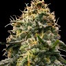 Семена конопли  Burabay feminised Bang Seeds