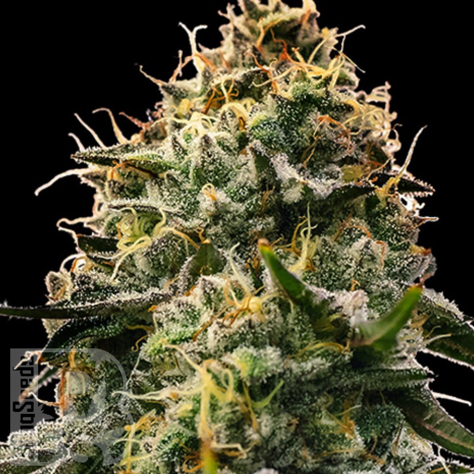 Семена конопли  Burabay feminised Bang Seeds